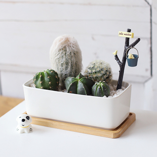 办公室内桌面防辐射绿植多肉小盆栽仙人掌花卉仙人球可爱养