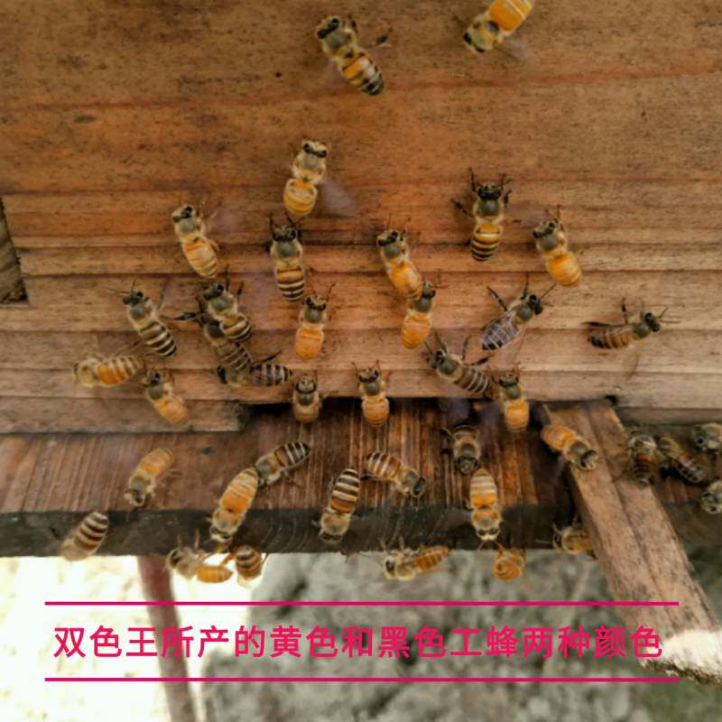 色王 优质中蜂王 蜜蜂王 杂交蜂王 新产卵王包活到手