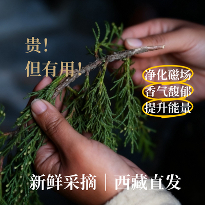 西藏直发 藏柏香供火供新鲜柏香枝藏地树枝香薰料天然香柏香正宗