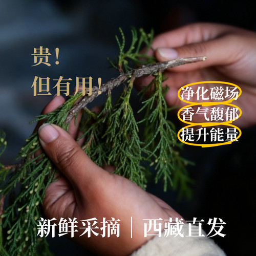 西藏直发藏柏香煨桑净化新鲜柏香枝藏地树枝高原天然香柏香