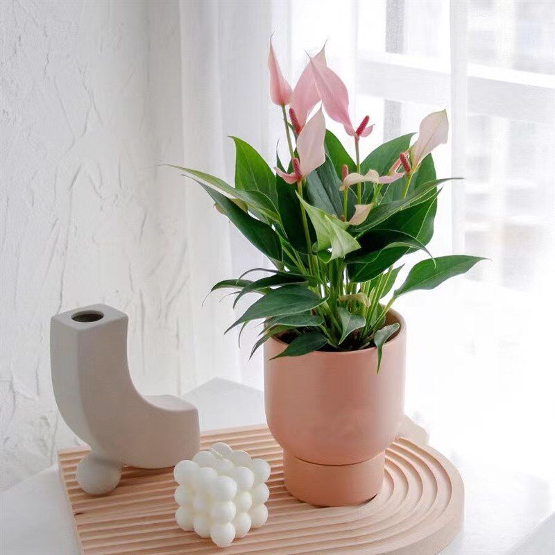 腾飞园艺 只售精品 小型红掌彩掌粉掌紫掌香妃齐祖莉莉桌面盆栽