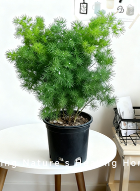 蓬莱松盆景室内书房好养绿植吉祥易养护新手友好带盆发货常绿植物