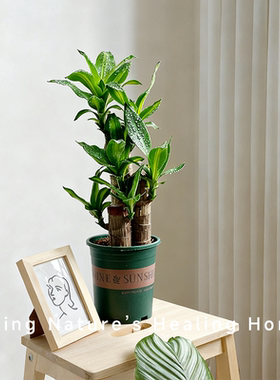 土培巴西木开花早好养活带叶发货桌摆植物会开花大号绿植幸运木