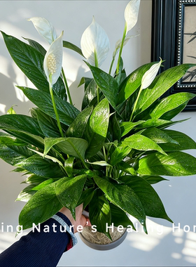 全美水培美酒白掌花卉盆栽室内客厅桌面净化空气好养易活水培植物