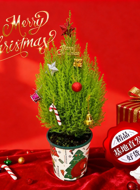 香冠柏小香松圣诞树盆栽四季桌面绿植客厅好养耐寒耐热宝塔松树苗