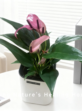 水培植物齐祖红掌盆栽水养粉掌鲜花绿植好养活室内花卉耐阴易活