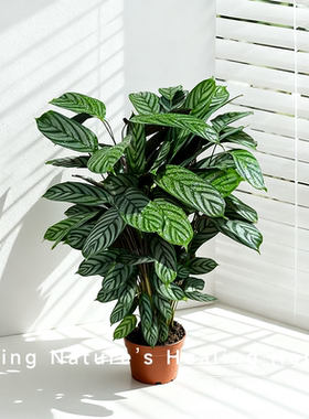 飞羽竹芋盆栽植物商场北欧风阳台懒人观叶网红室内绿植耐阴好养活