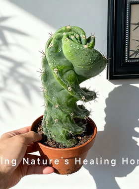 龙卷风螺旋柱仙人掌科耐寒好养花卉室内外肉草仙人球多肉植物盆栽