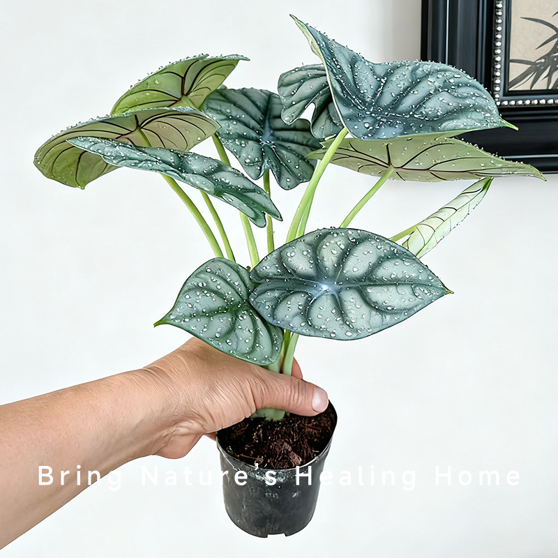 白犀牛带盆栽好观叶客厅桌面绿植