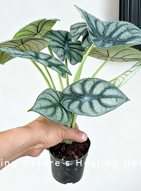 白犀牛海芋ins风网红轻奢绿植盆栽客厅阳台桌摆净化空气观叶植物