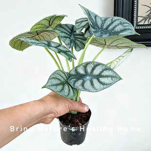 白犀牛海芋ins风网红轻奢绿植盆栽客厅阳台桌摆净化空气观叶植物