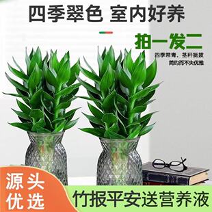 水培观音竹室内四季 绿色桌面盆景盆栽轻奢烟灰树脂盆 买一送一