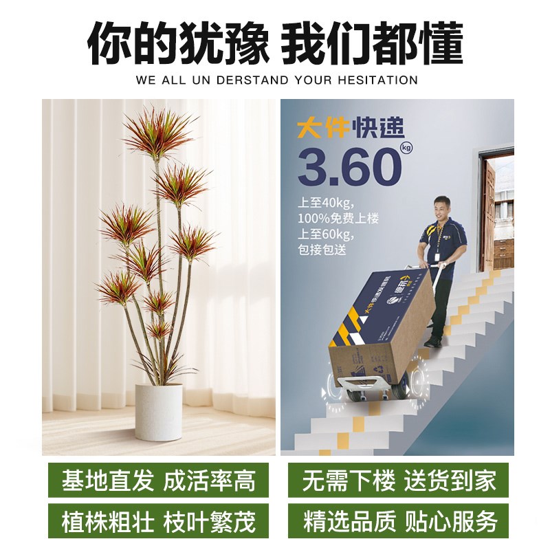 千年木绿植龙血树客厅室内大型盆栽七彩铁真树马尾铁办公室养活