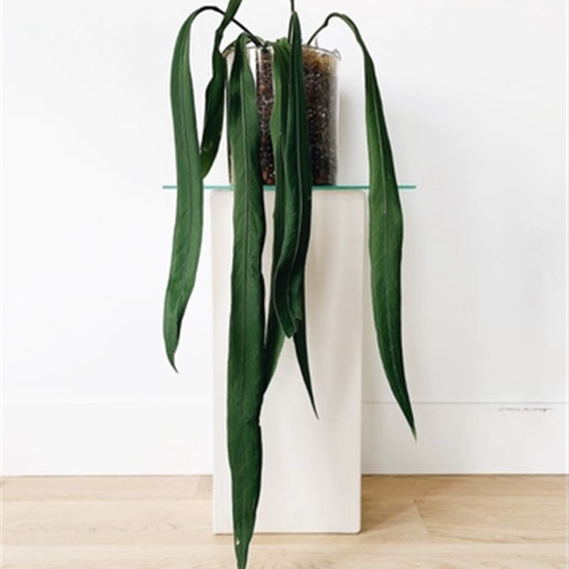 维塔领带花烛海芋蔓绿绒天南星科室内垂吊悬挂绿植盆栽火观叶植物