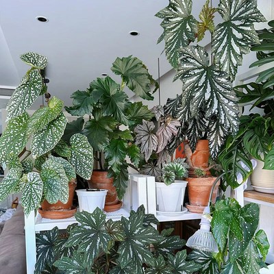 乌头杂秋海棠盆栽绿植竹节彩叶芋海芋鲜花海棠花卉水培观叶植物