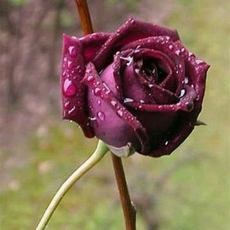 紫黑色玫瑰花苗盆栽紫罗兰大花浓香月季阳台别墅四季观花绿植花卉