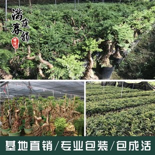 澳洲松树桩盆景室内绿植水培植物南洋杉盆栽实物拍带原土出货
