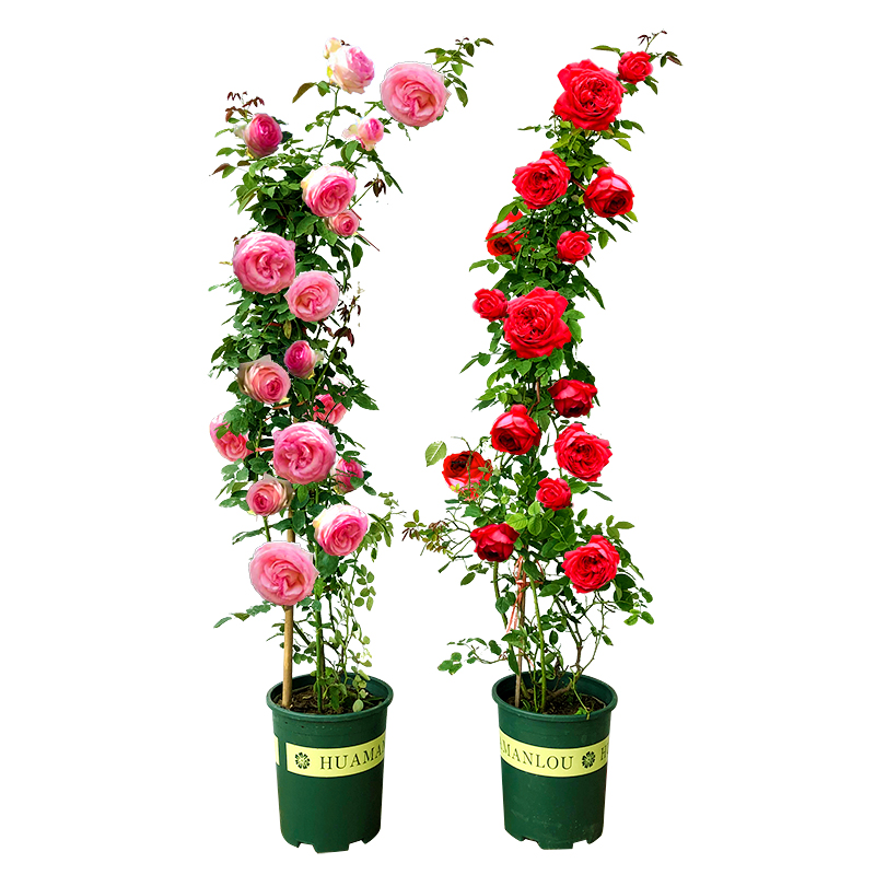 蔷薇花苗藤本月季庭院爬藤植物特大花种阳台花卉四季花玫瑰盆栽