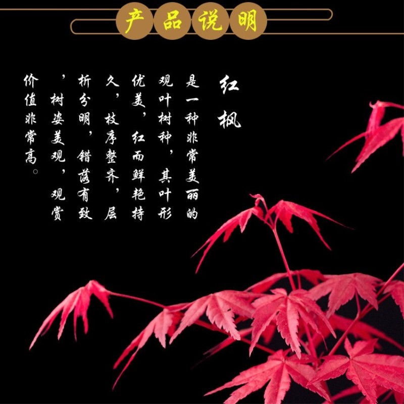 红枫盆景老桩矮霸红舞姬客厅办公桌四季花卉植物室内盆栽树苗