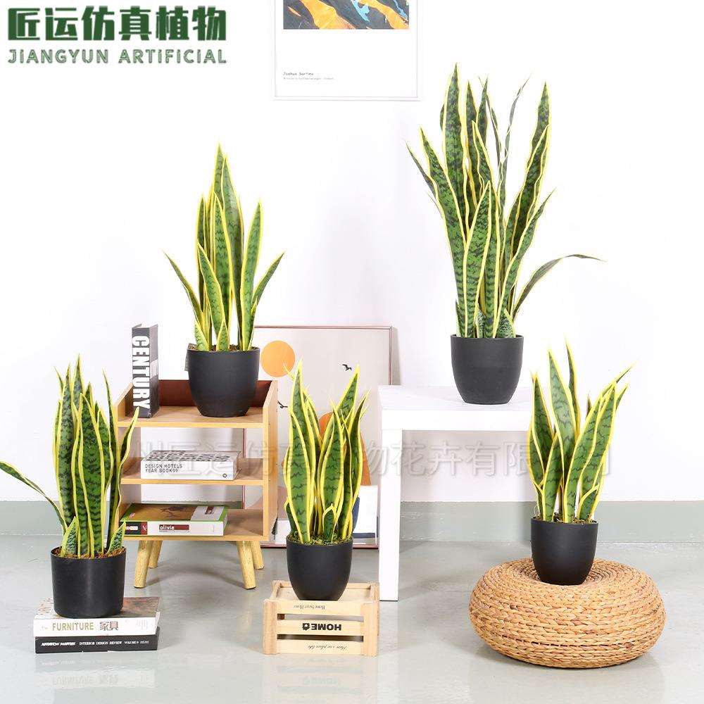 仿真黄边虎皮兰 人造外母舌虎皮兰小摆件造景装饰 仿真虎皮兰