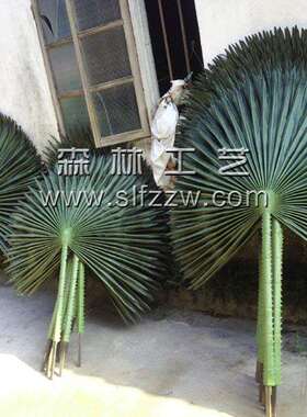 厂家低价树真葵28595保叶鲜棕榈叶仿真扇葵叶老人葵树叶饰品