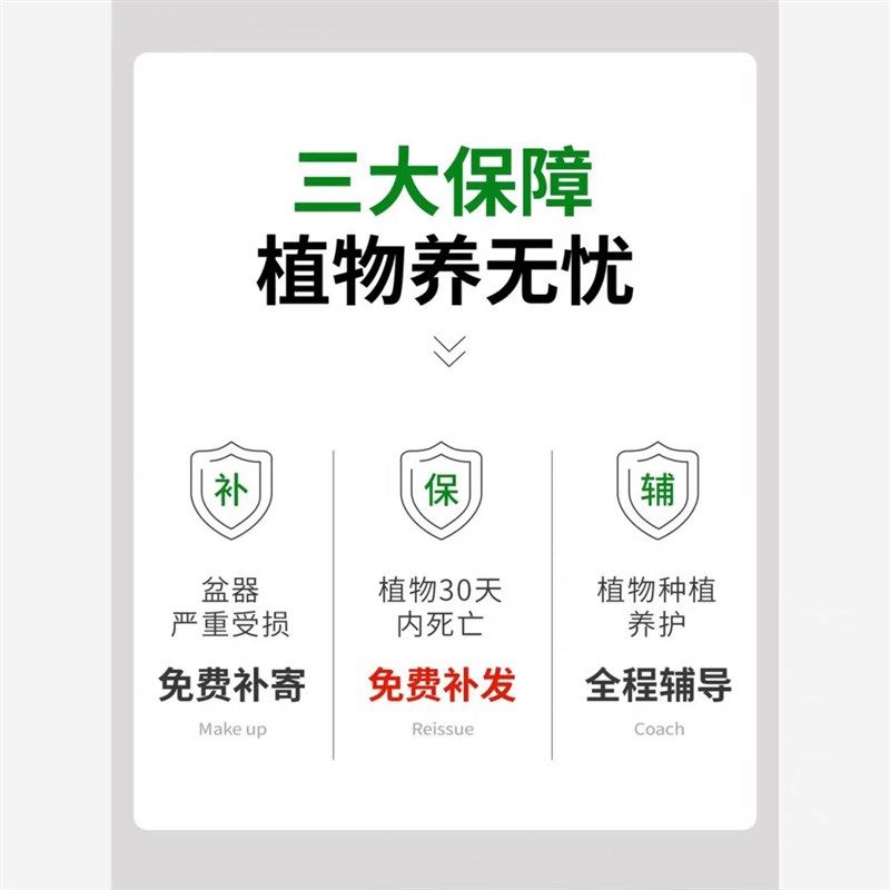 蓝色的花楹水培植物办公室桌面高级感客厅绿植摆件室内小盆栽四季