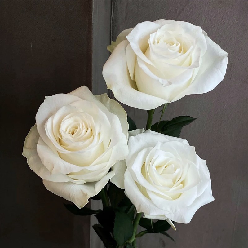 骄傲白色玫瑰花大苗盆栽肯尼亚玫瑰阳台庭院四季特大花卉绿植物