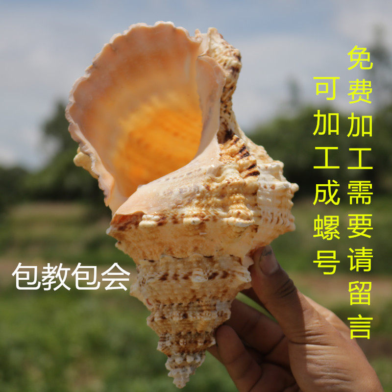 天然蛙螺大海螺材料超大鱼缸造景响螺吹海螺珊瑚装饰品