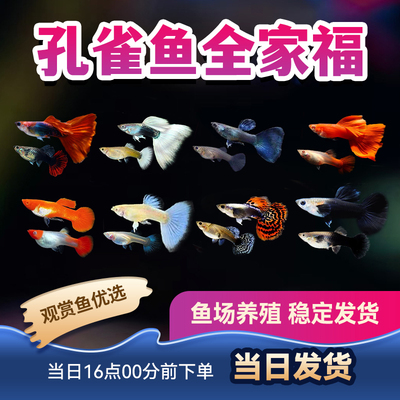 孔雀鱼淡水鱼小型鱼好看好养便宜