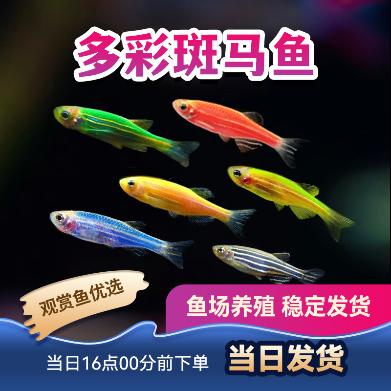 热带鱼斑马鱼红斑马小型鱼灯科观赏鱼柠檬斑马蓝莓斑马彩斑马活体