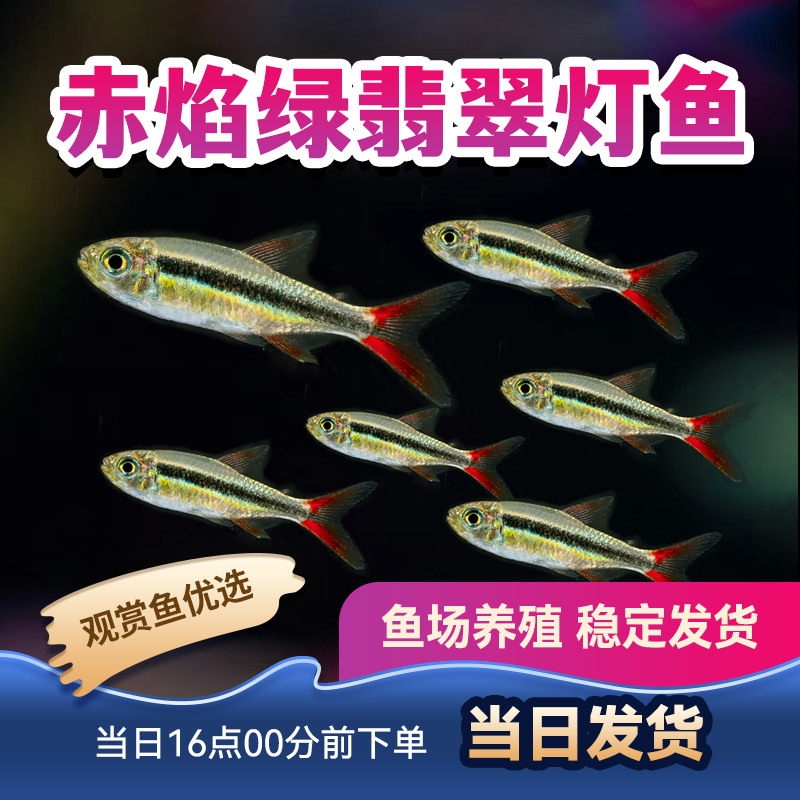 观赏鱼灯科赤焰绿翡翠灯宝莲灯群游热带鱼企鹅灯小型鱼活体包活