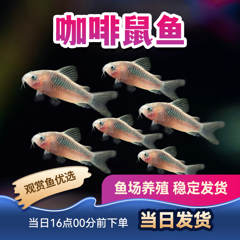 鼠鱼花椒鼠白鼠观赏鱼混养琵琶鼠金苔鼠热带鱼活体青铜鼠咖啡鼠鱼