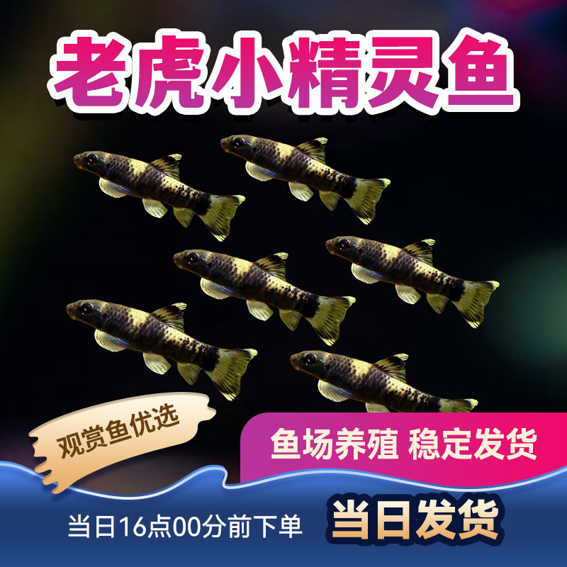 观赏鱼小晶灵热带鱼精灵熊猫晶灵小型鱼活体老虎小晶灵鱼包活图片