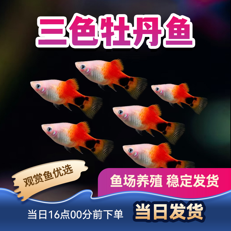 胎生观赏鱼热带金米奇小型鱼活体黑尾月光蓝月光金牡丹三色牡丹鱼