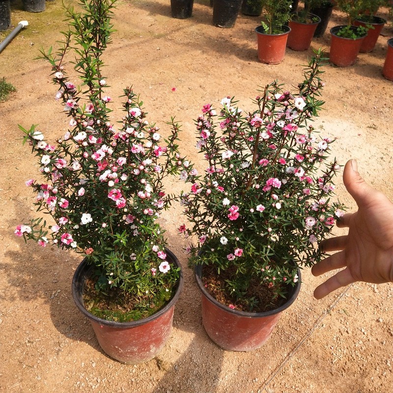 澳洲松红梅盆栽花苗室外庭院花园耐寒耐冻花卉植物三色松红梅盆栽