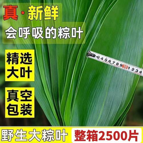 粽叶粽子叶新鲜免邮干箬竹叶大码