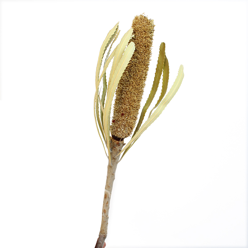 银桦叶干花 干树枝叶复古插花摆件 枯枝 枯叶装饰软装花材