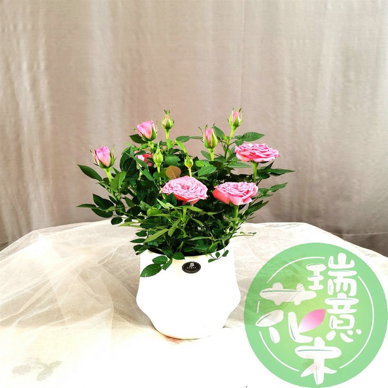 西安同城绿植盆栽小玫瑰月季室内装饰书桌办公桌阳台开花植物花卉