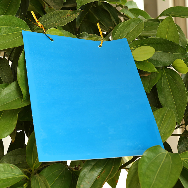 诱杀蔬菜大棚果茶园小黑飞粘虫板黄板面家用蓝色诱虫板纸贴