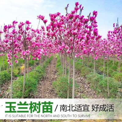 玉兰树苗紫白黄二乔娇红别墅庭院大型耐寒盆栽风景树玉兰花带花苞