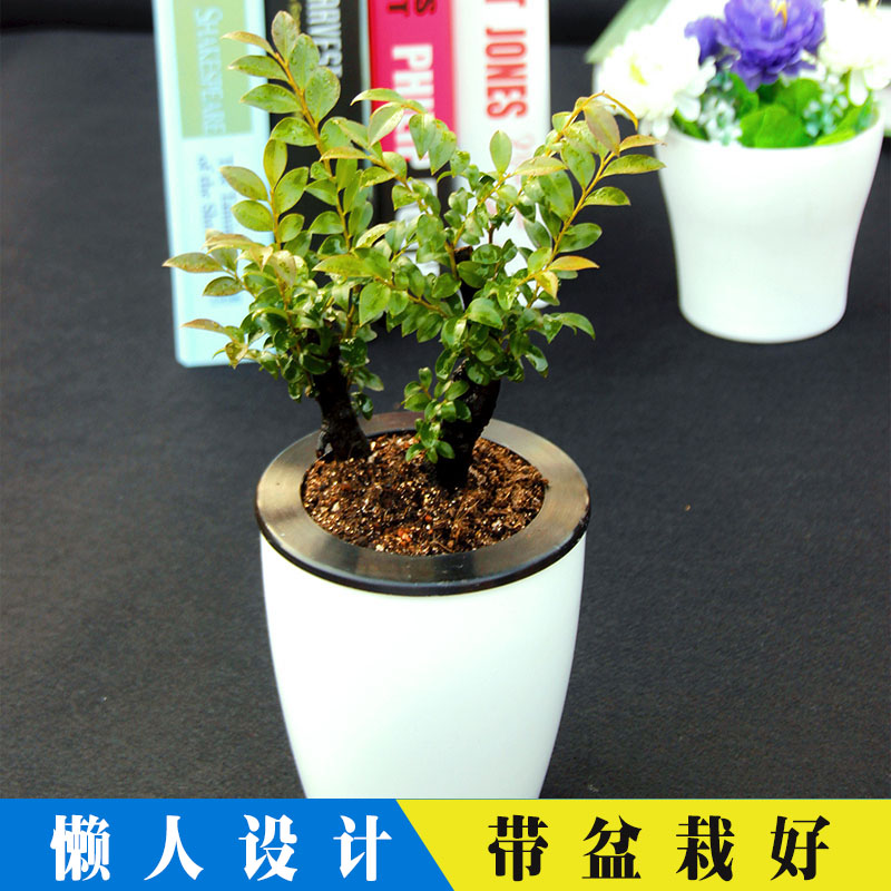 小叶紫檀盆栽植物室内办公桌小绿植花卉名贵小叶檀香紫檀树桩盆景