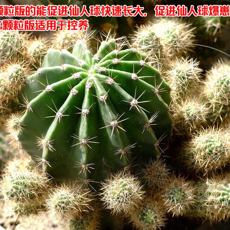 仙人球,仙人掌,龙舌兰,沙漠玫瑰龟甲龙等等块根类专用土