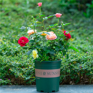 多色玫瑰花盆栽室内阳台室外庭院四季开花好养植物花卉带花苞花苗