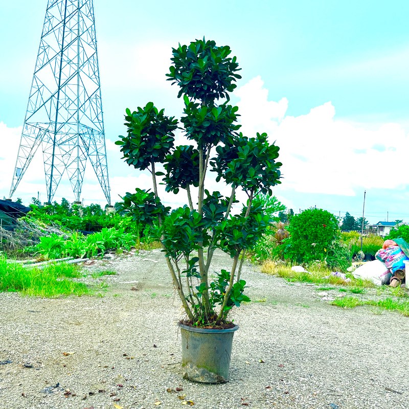 摇钱树金钱榕盆栽绿植地栽老桩造型火山榕树室内客厅观赏植物盆景