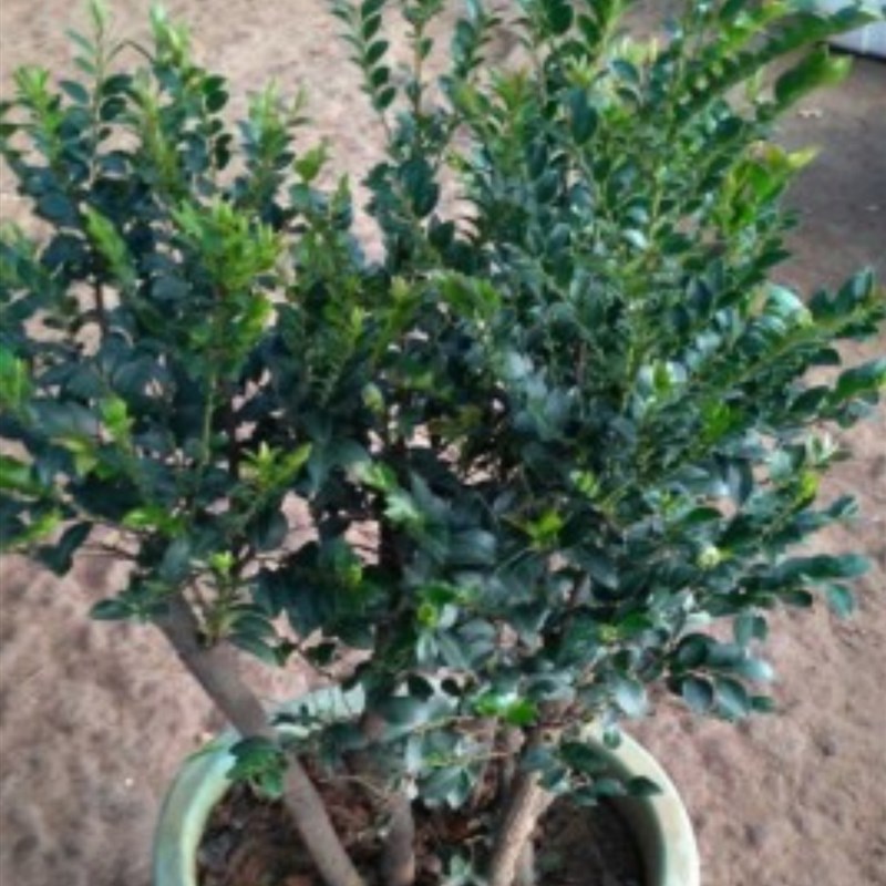 小叶紫檀盆景植物老桩盆栽办公室桌面室内花卉绿植好养活四季摆件