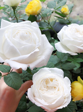 伊芙婚礼之路月季多季开浓香盆栽灌木阳台玫瑰白色大花庭院勤花苗