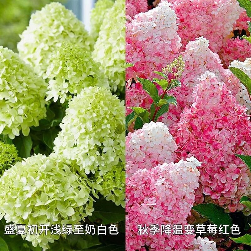 圆锥绣球香草草莓贝拉安娜石灰灯欧洲木阳台玫瑰耐热盆栽绣球花苗