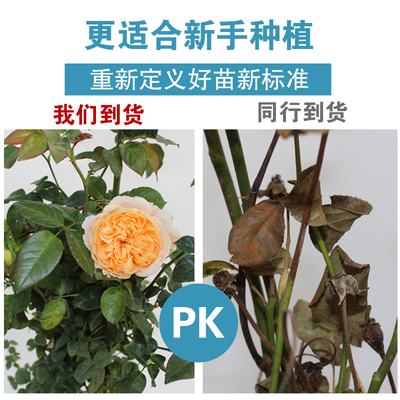 粉色龙沙宝石蔷薇花苗藤本月季庭院爬藤植物花卉盆栽玫瑰四季花