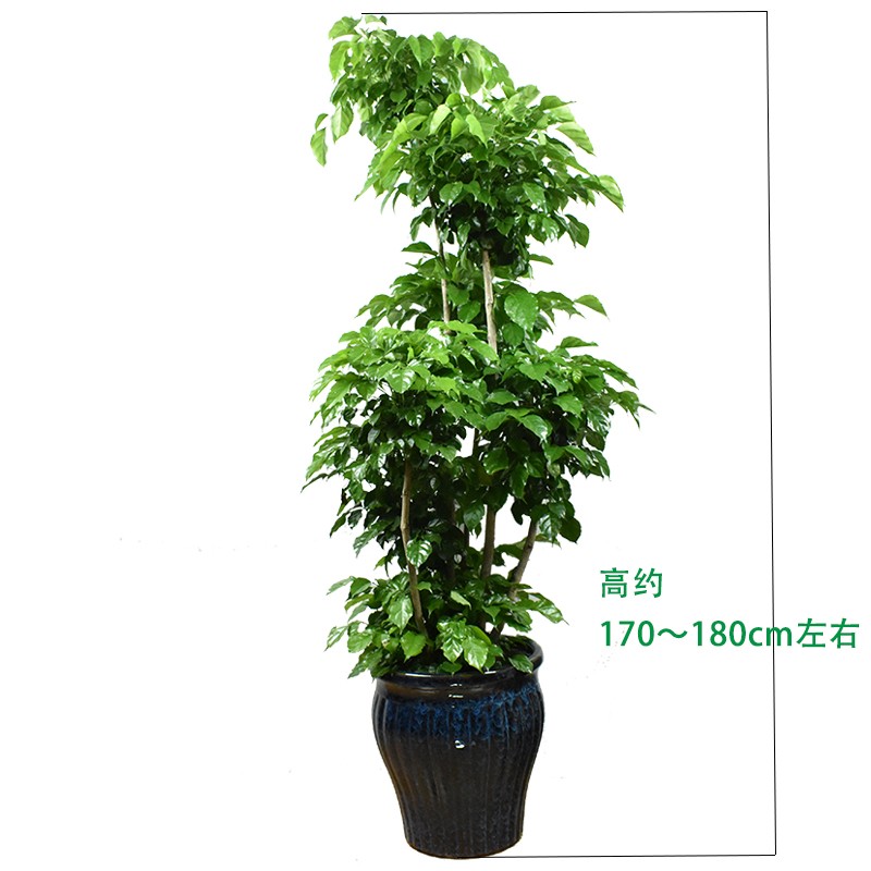 绿宝幸福树盆栽老桩办公室大型绿植室内大厅植物好养苏州同城配送
