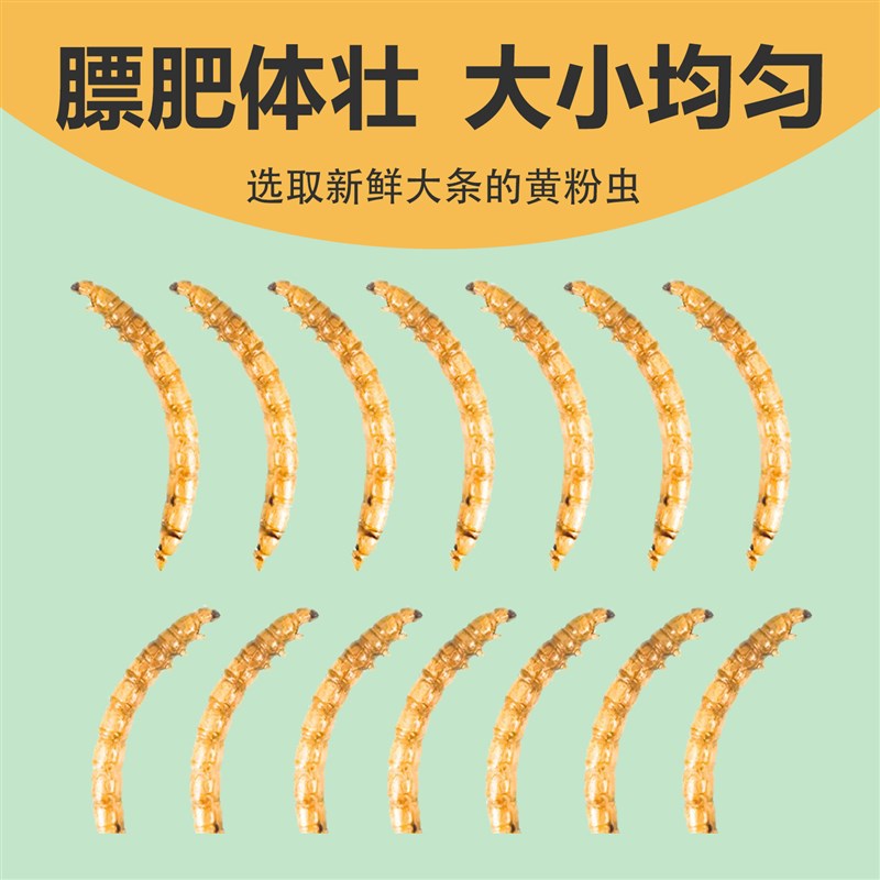 传辰面包虫干仓鼠零食芦丁鸡小仓鼠粮食刺猬主粮鹦鹉鸟食宠物用品